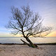 tree-on-beach